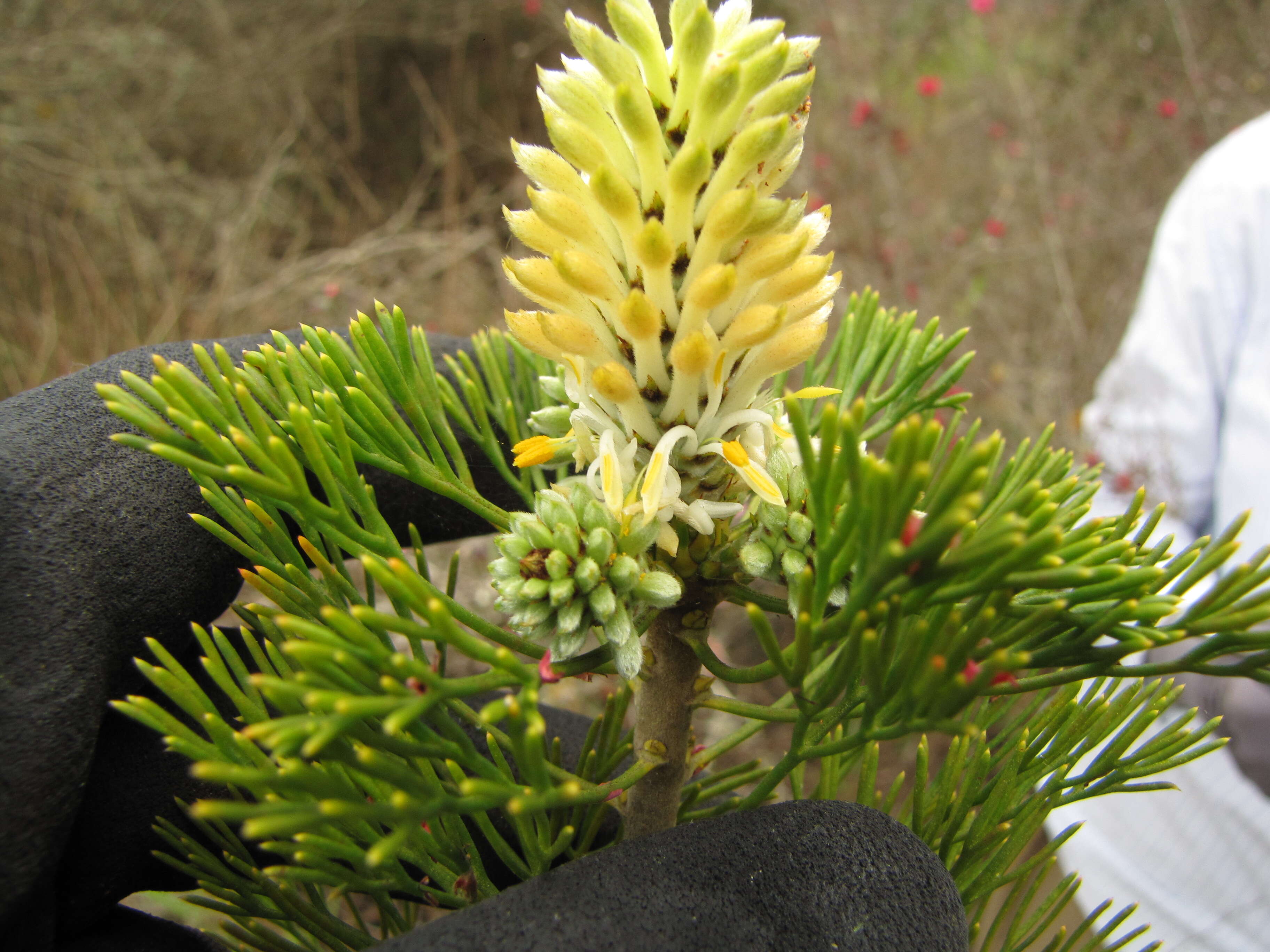 Image of Petrophile pulchella (Schrader & Wendl.) R. Br.