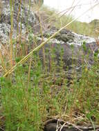 Image of Lamarck's bedstraw