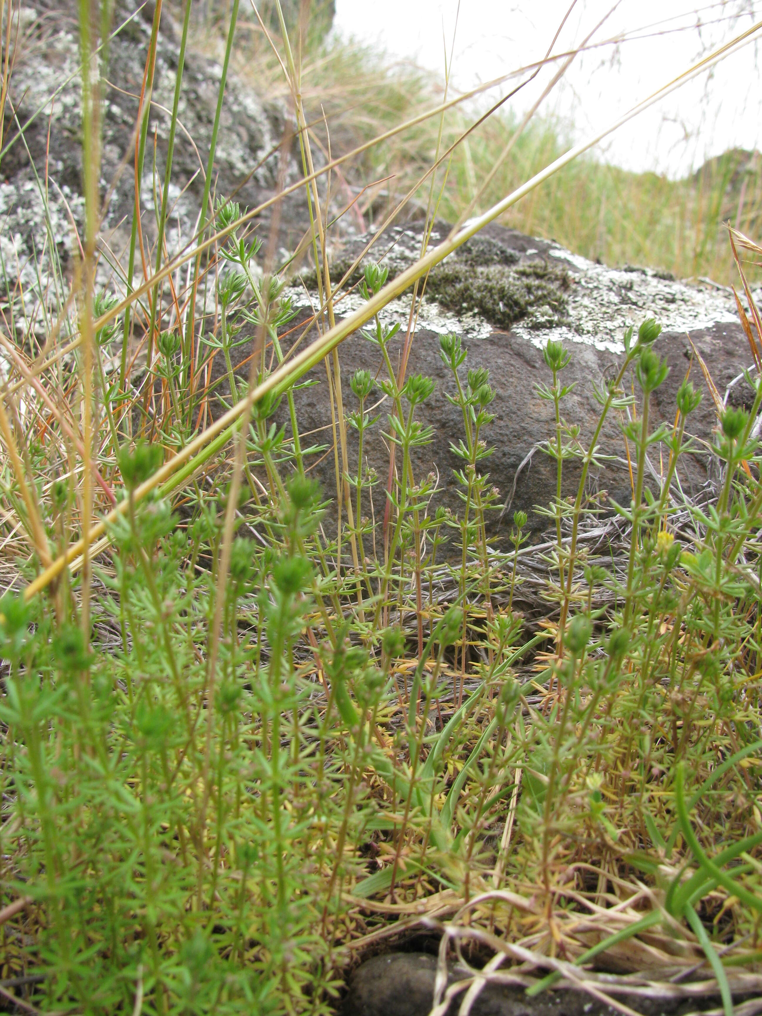 Image of Lamarck's bedstraw