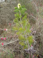 Image of Petrophile pulchella (Schrader & Wendl.) R. Br.