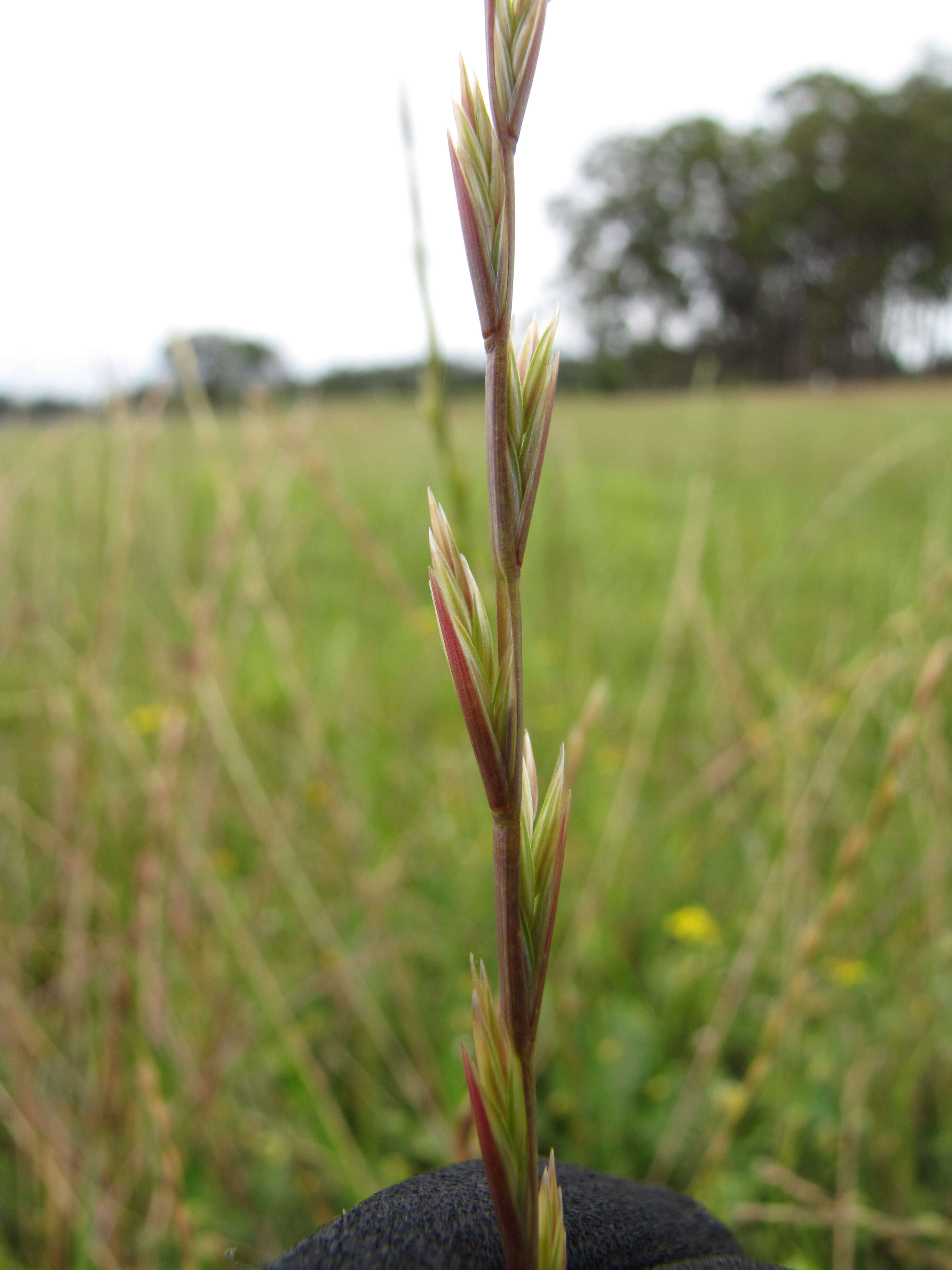 Image of perennial ryegrass