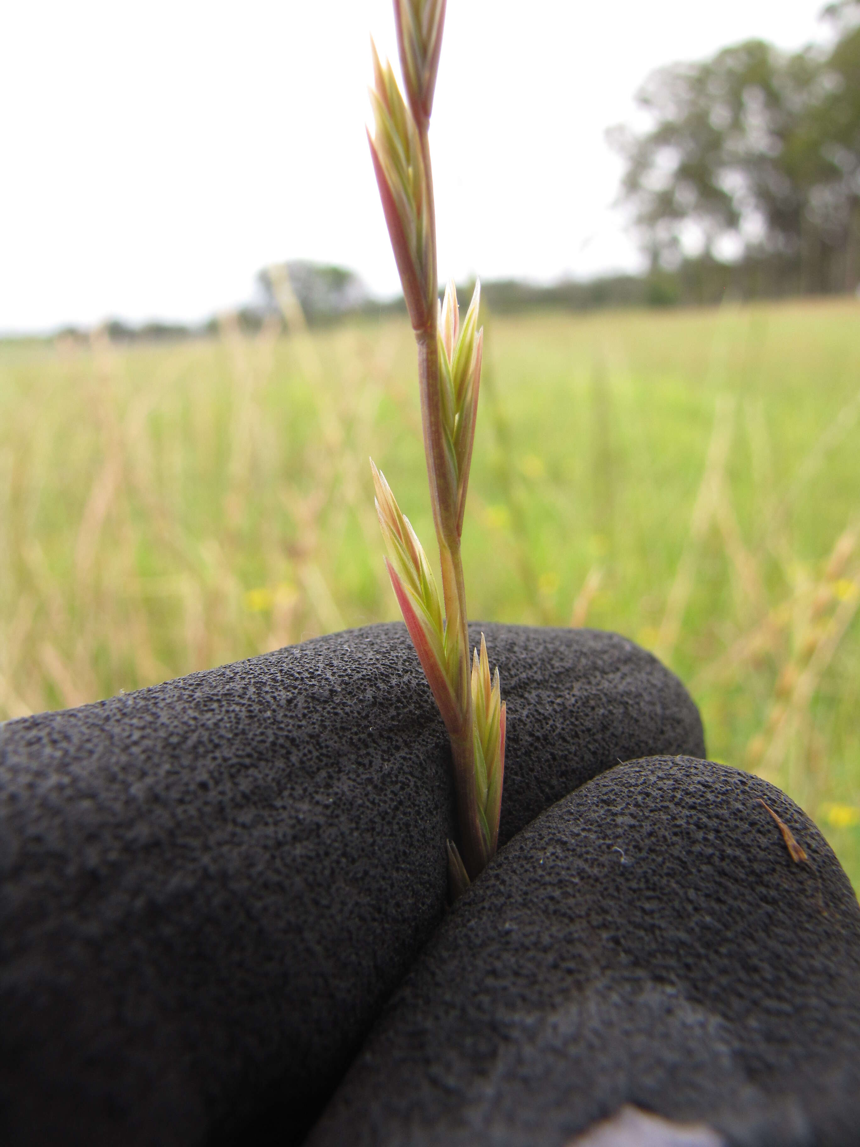 Image of perennial ryegrass