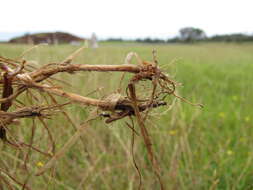 Image of perennial ryegrass