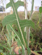 Image of garden lettuce