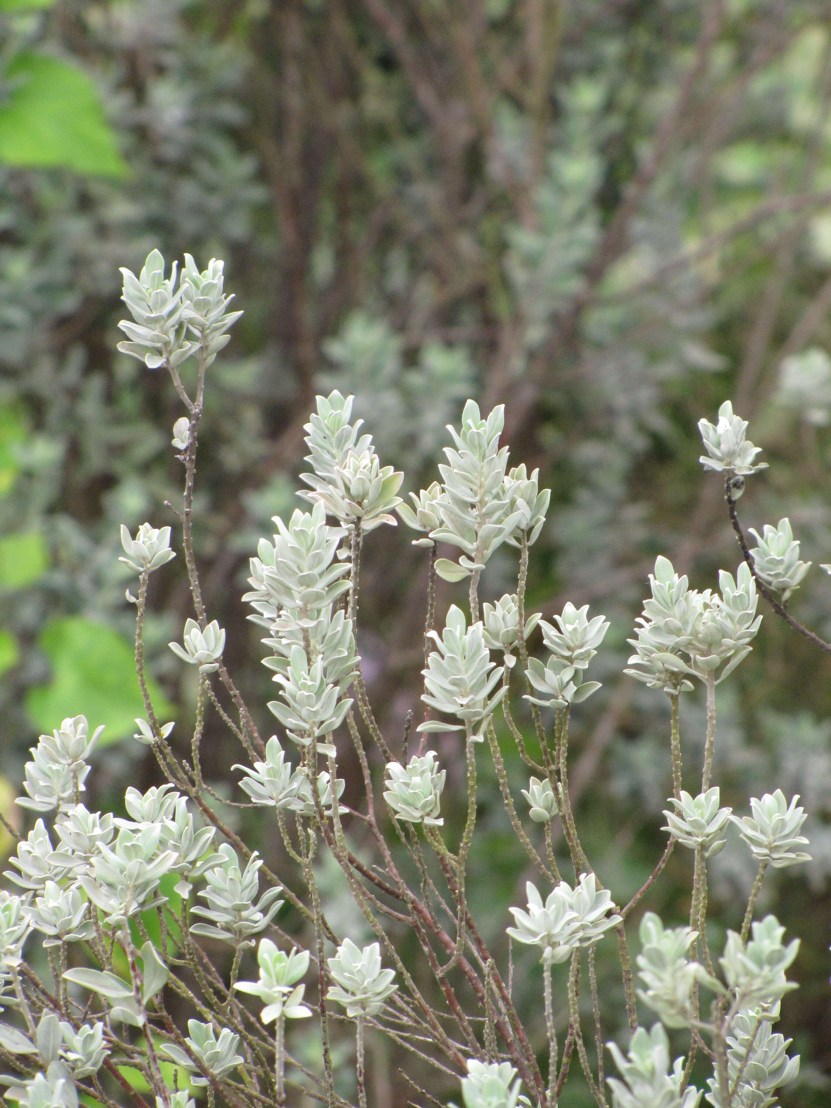 Imagem de Leucophyllum frutescens (Berl.) I. M. Johnston