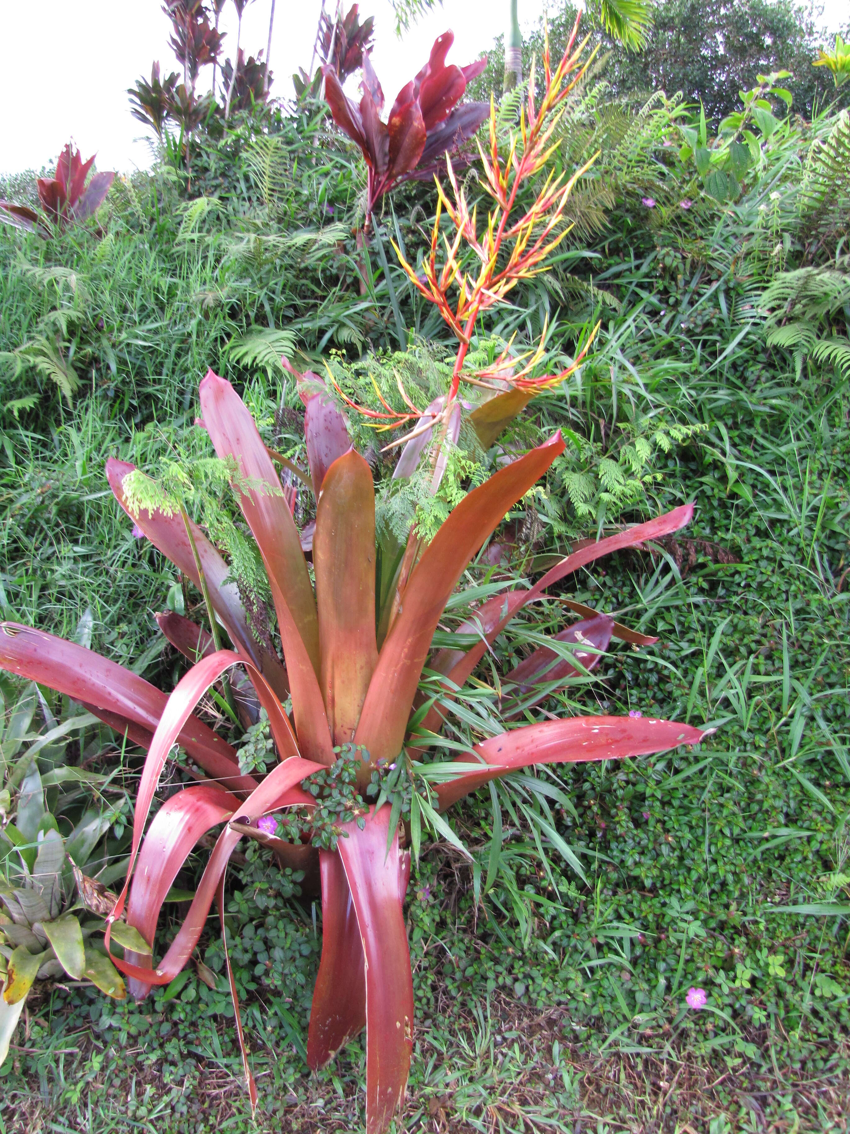 Image of Bromeliad