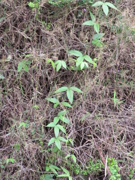 Sivun Passiflora tarminiana Coppens & V. E. Barney kuva