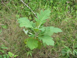 Image of parrotweed