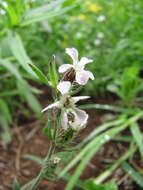 Image of common catchfly