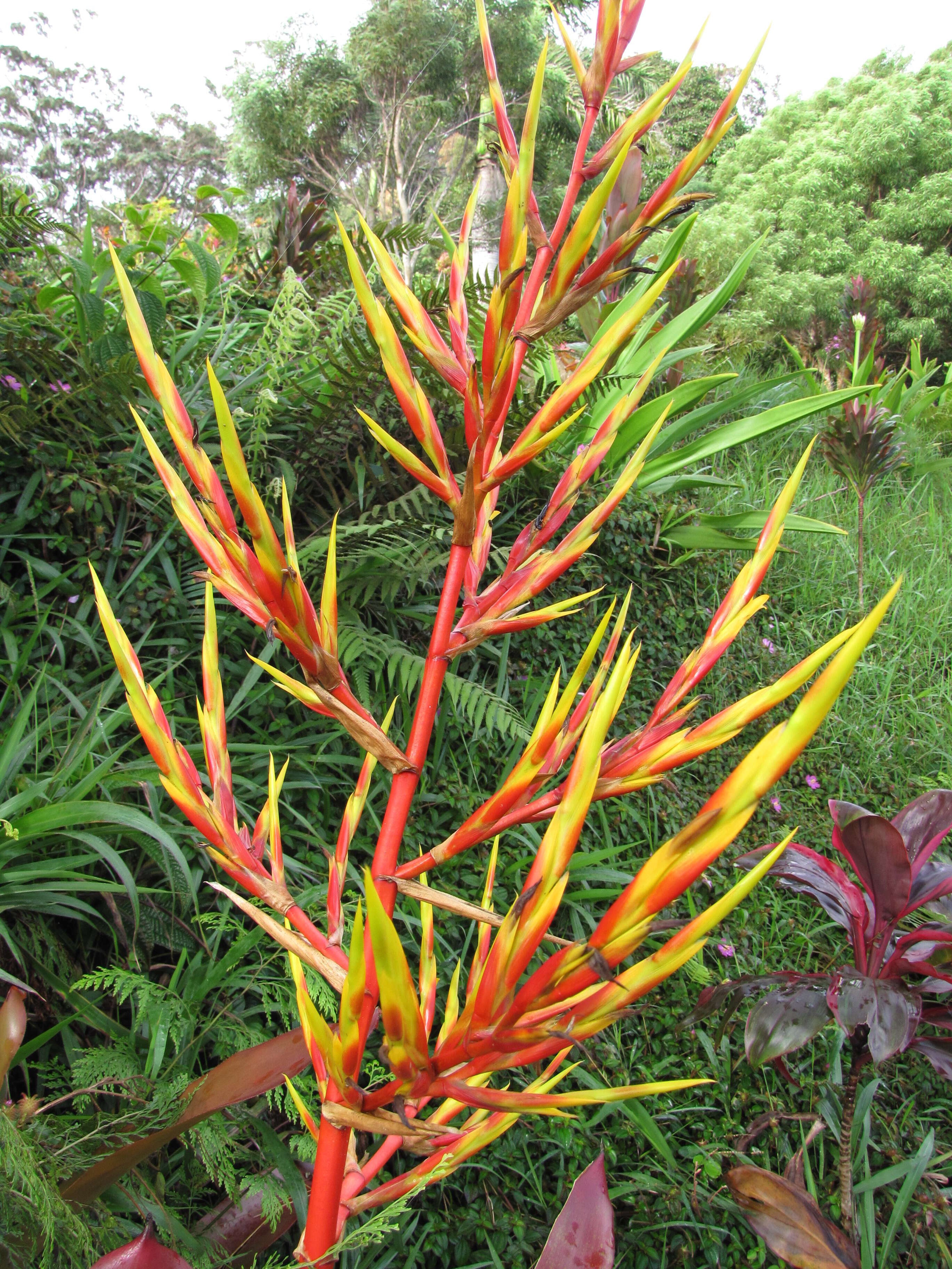 Image of Bromeliad