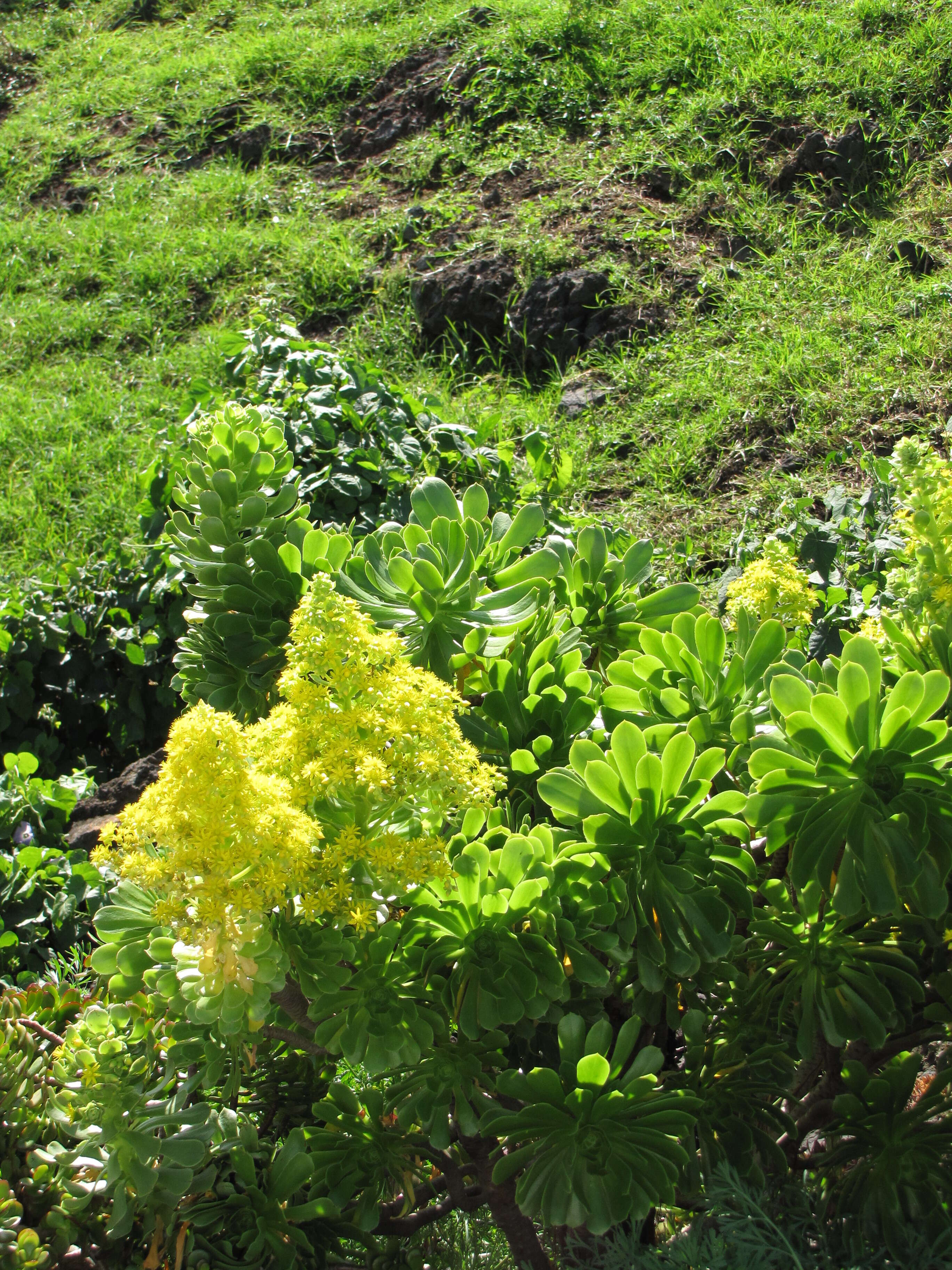 Image of tree aenium