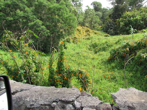 Image of blackeyed Susan vine