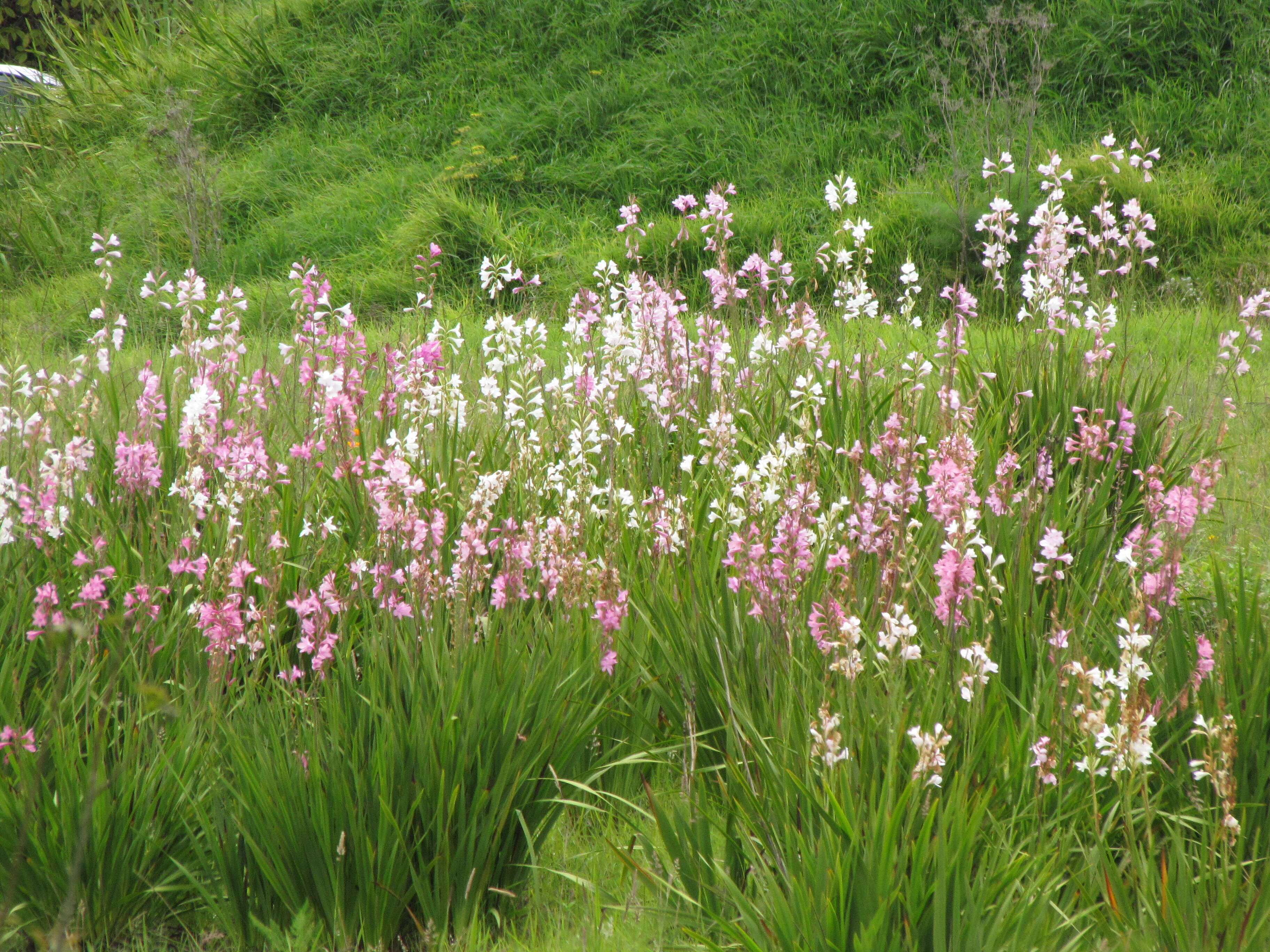 Image of Cape bugle-lily