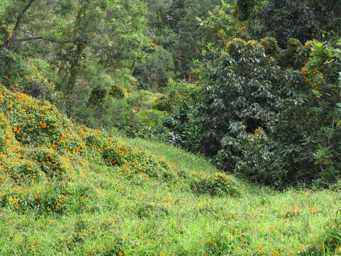 Image of blackeyed Susan vine