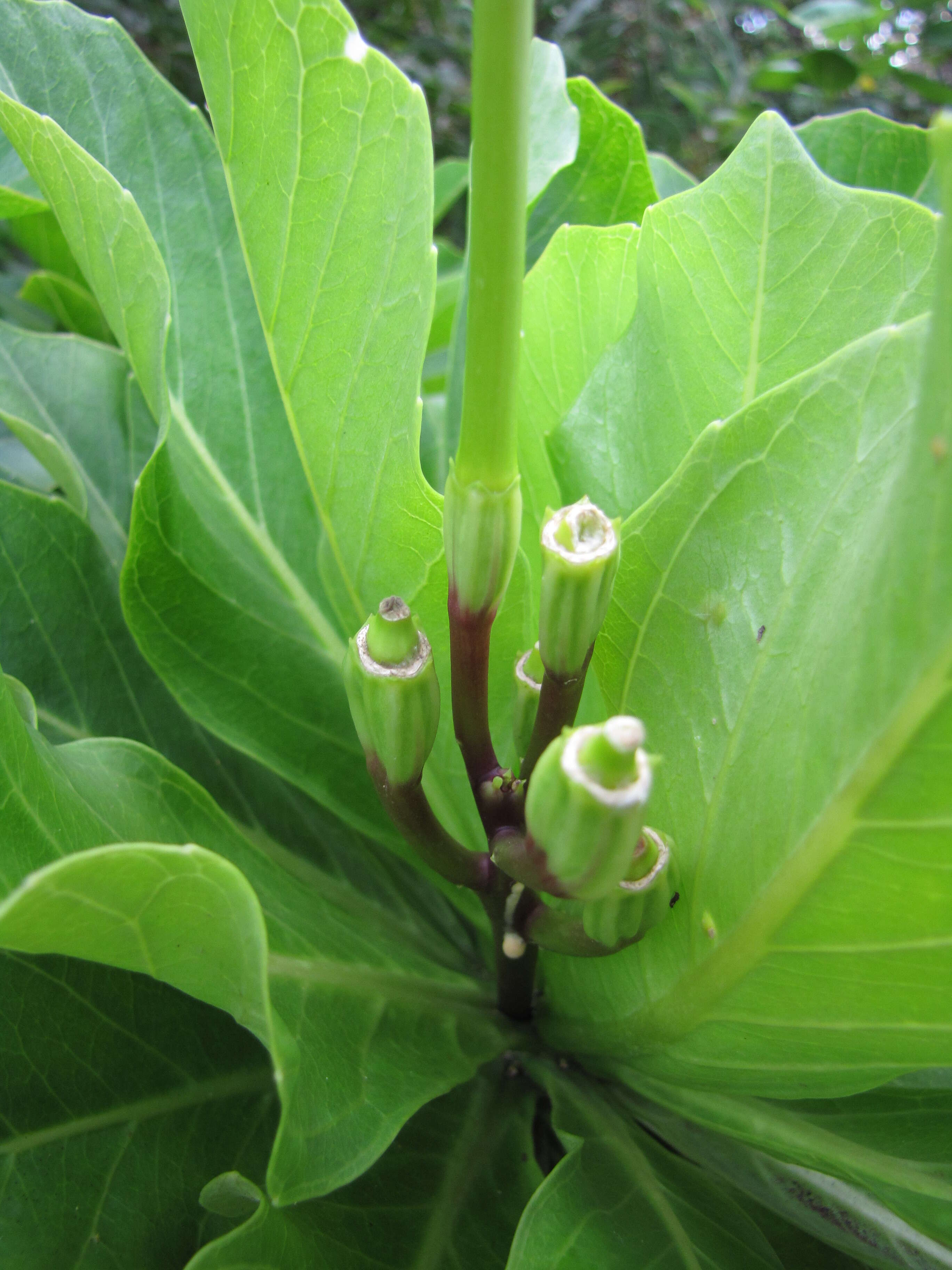 Image of cabbage on a stick