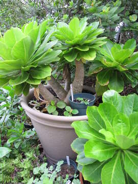 Imagem de Brighamia insignis A. Gray