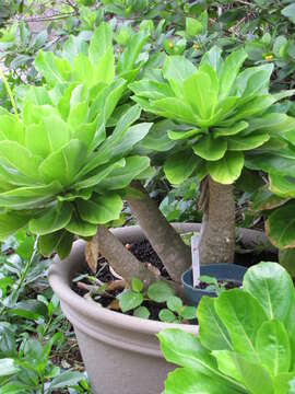 Image of cabbage on a stick