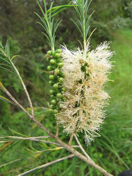 Image of Bracelet honey myrtle