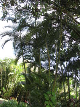 Sivun Dypsis lutescens (H. Wendl.) Beentje & J. Dransf. kuva