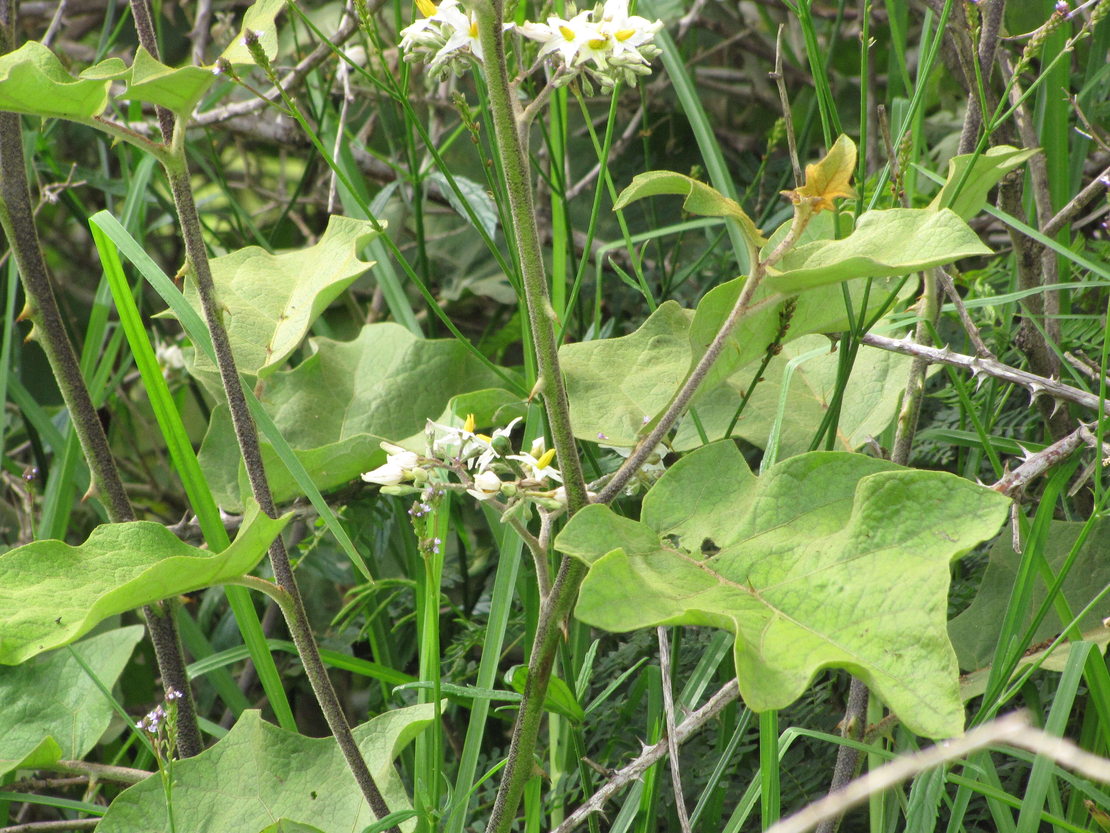 Image of turkey berry