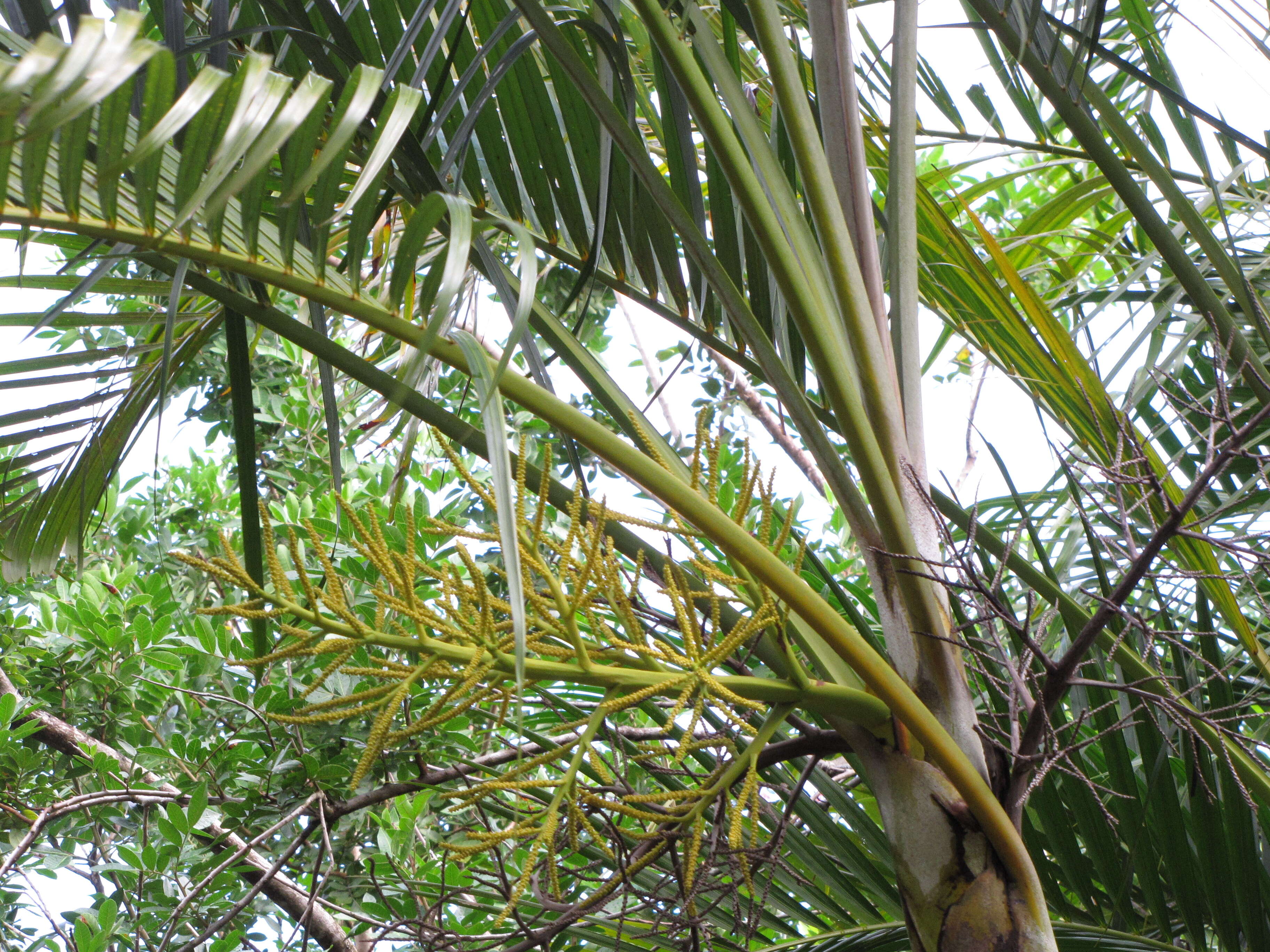 Sivun Dypsis lutescens (H. Wendl.) Beentje & J. Dransf. kuva