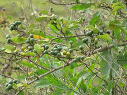 Imagem de Solanum torvum Swartz