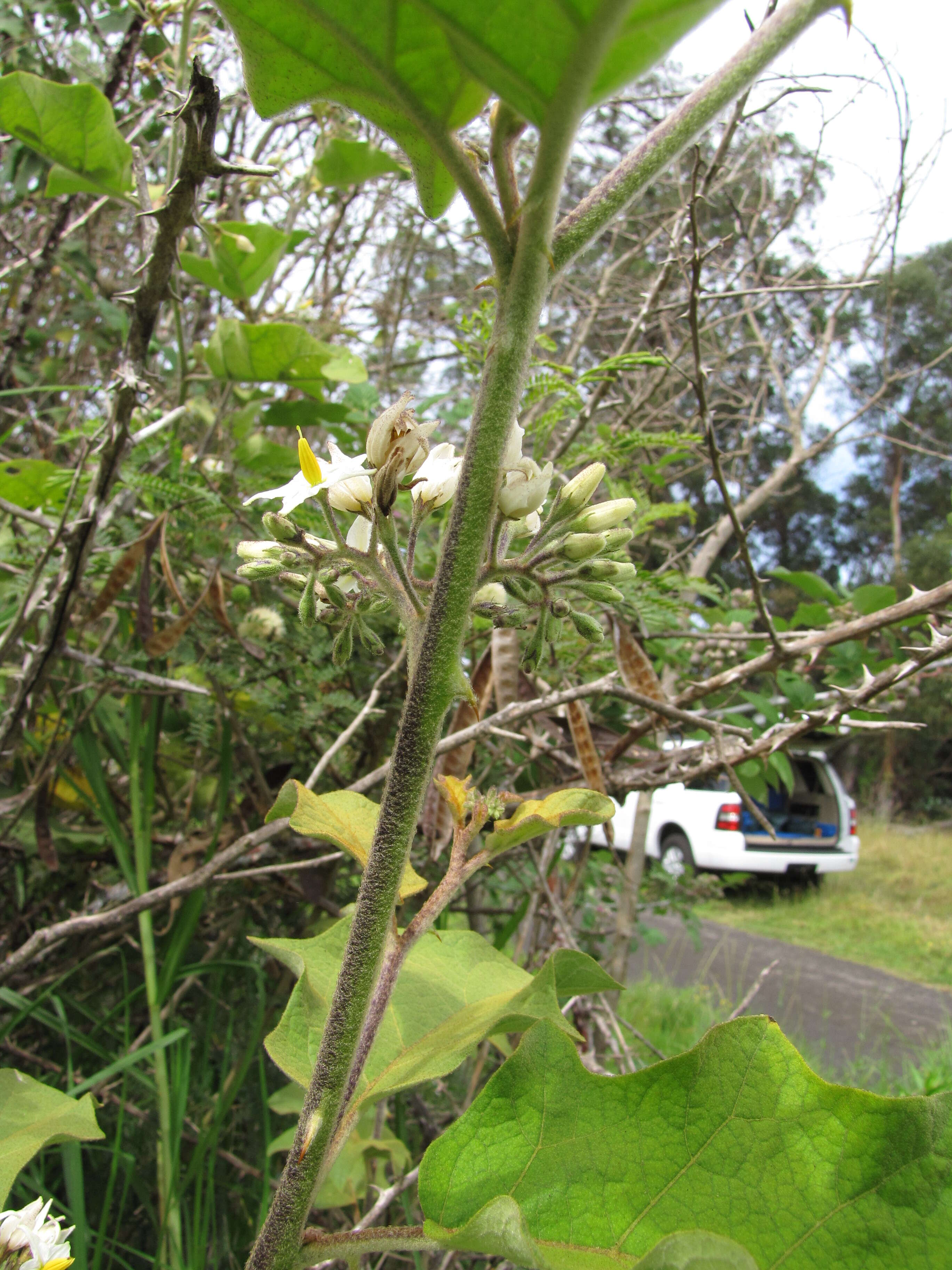 Image of turkey berry