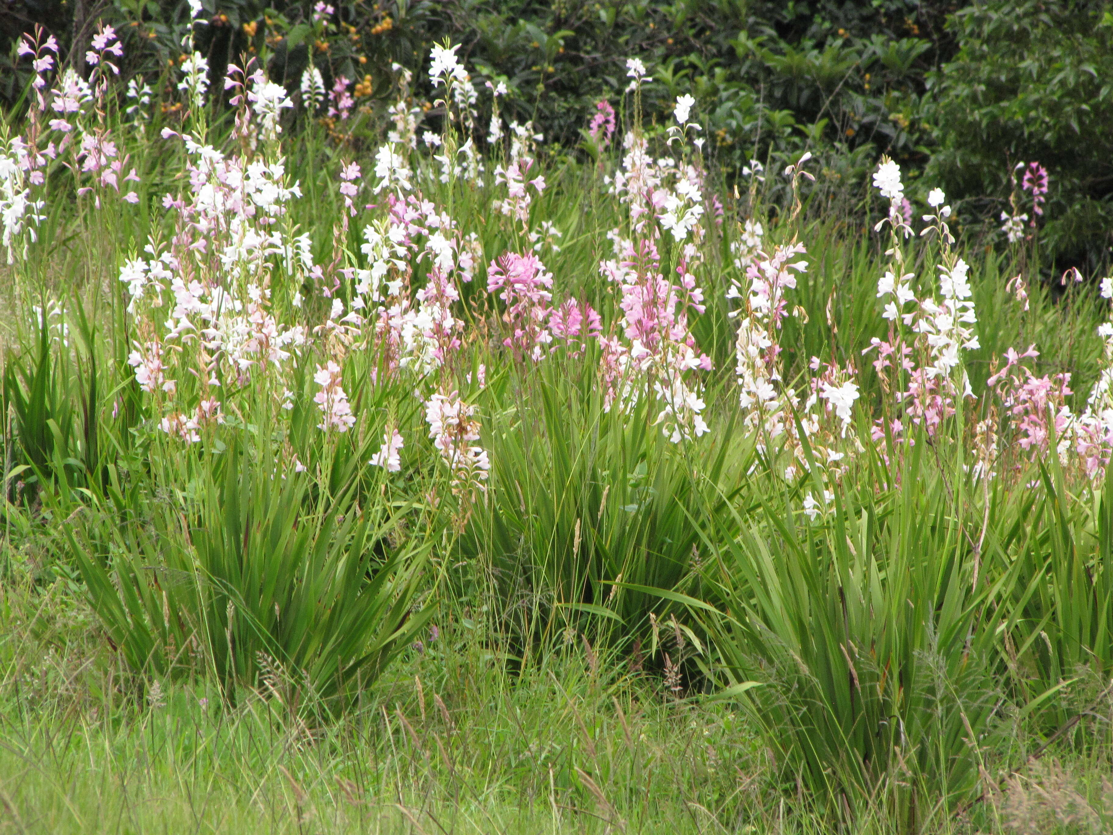 Imagem de Watsonia borbonica (Pourr.) Goldblatt