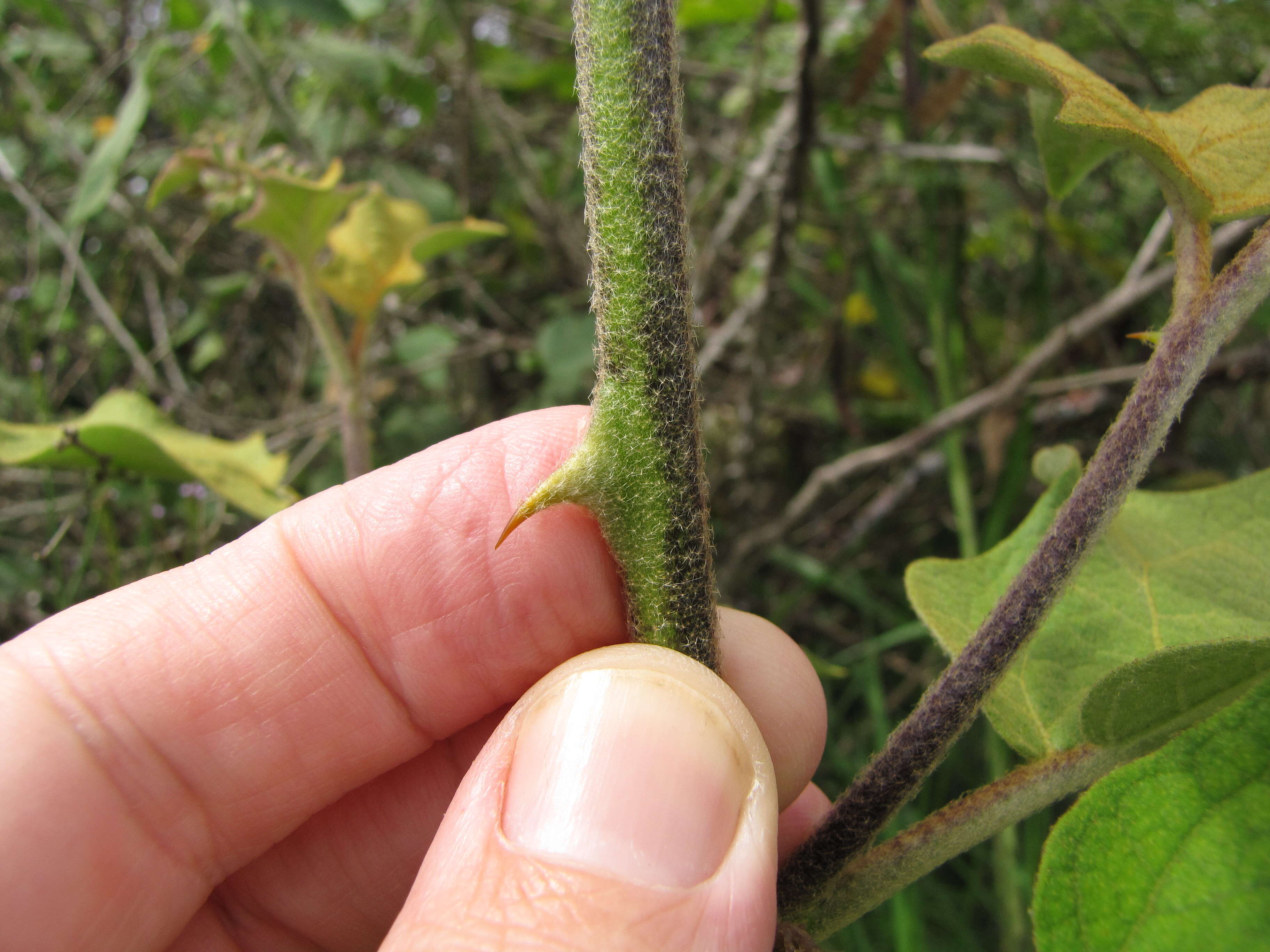 Imagem de Solanum torvum Swartz