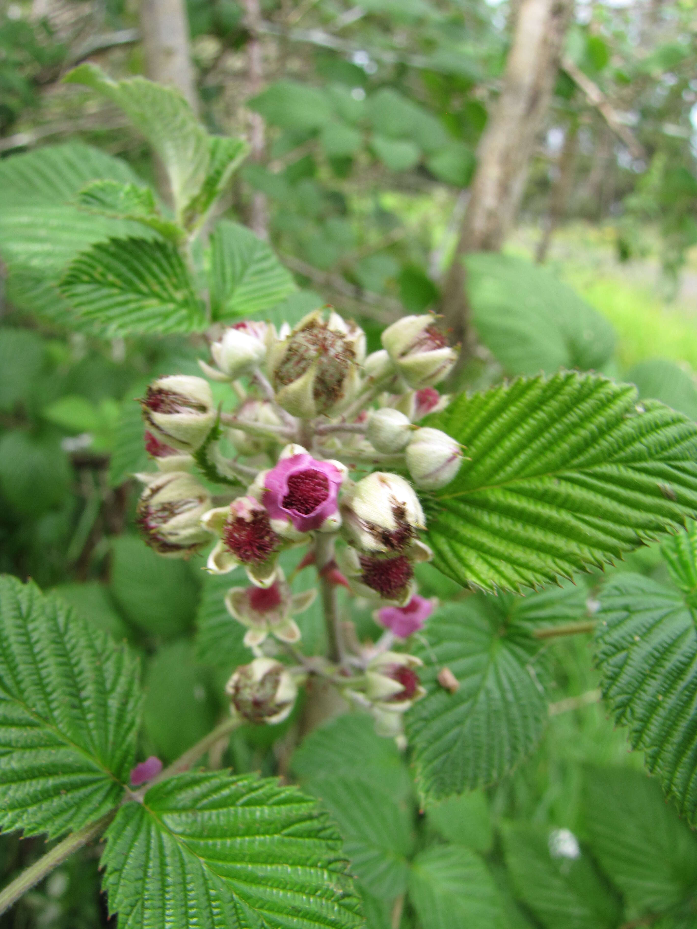 Image of Mysore raspberry