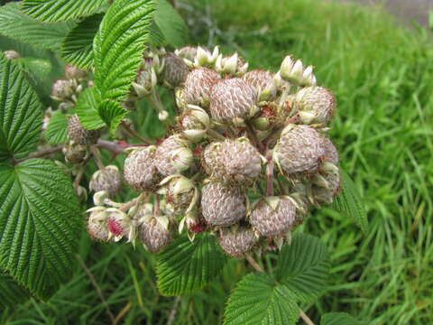 Image of Mysore raspberry