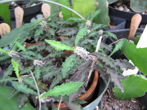 Image of Euphorbia ambovombensis Rauh & Razaf.