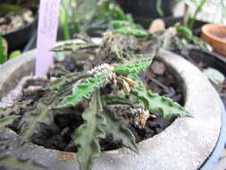 Image of Euphorbia ambovombensis Rauh & Razaf.