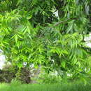 Image of Carya illinoinensis