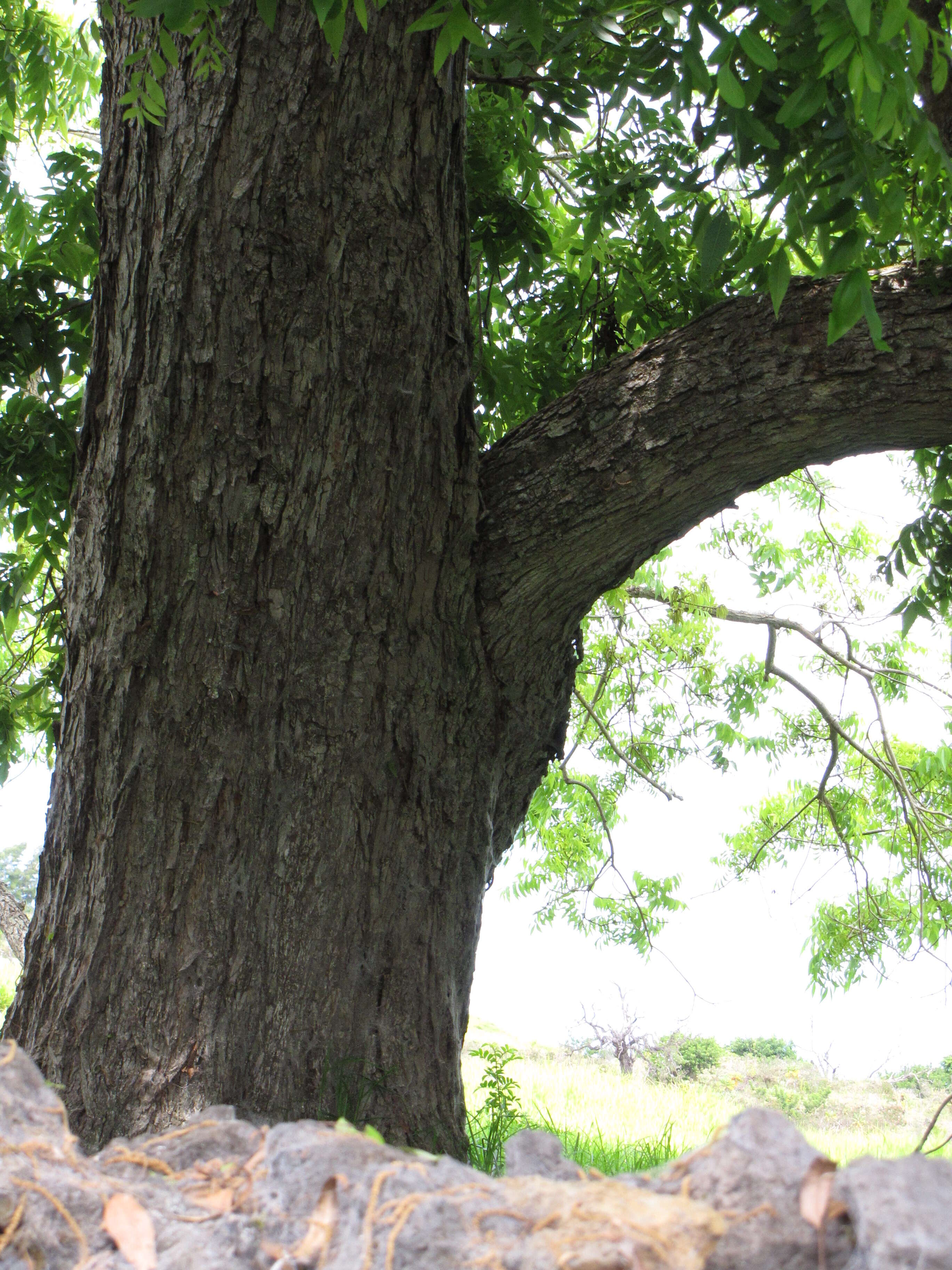 Image of Carya illinoinensis