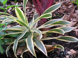 Image of Dracaena reflexa Lam.