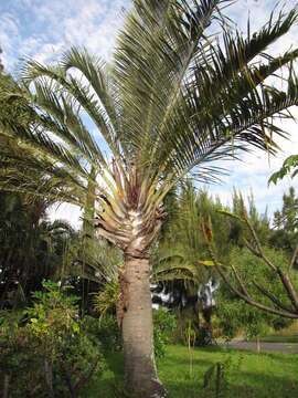 Image of Triangle palm