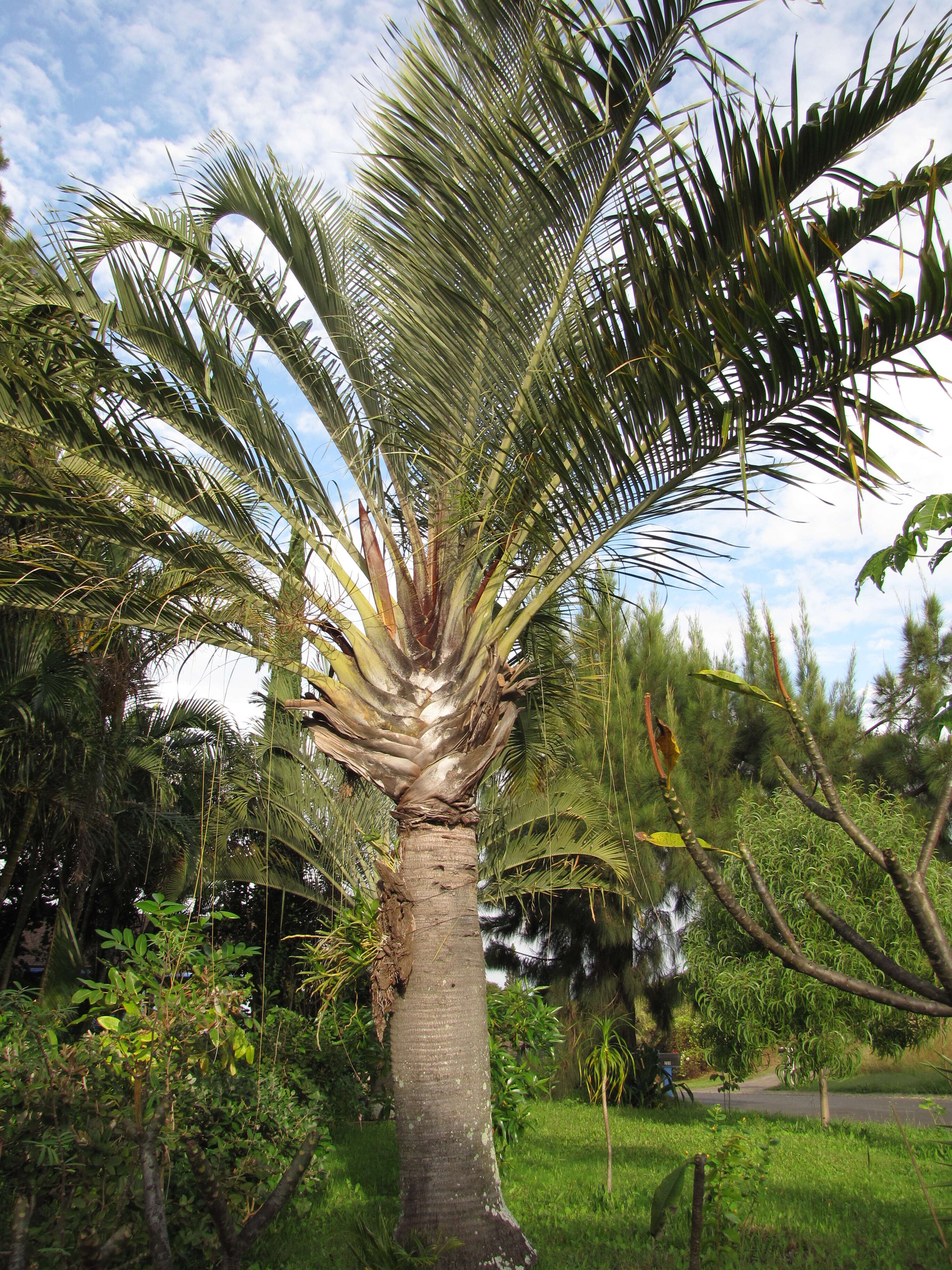 Image of Triangle palm