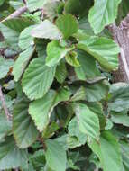 Image of white Kauai rosemallow