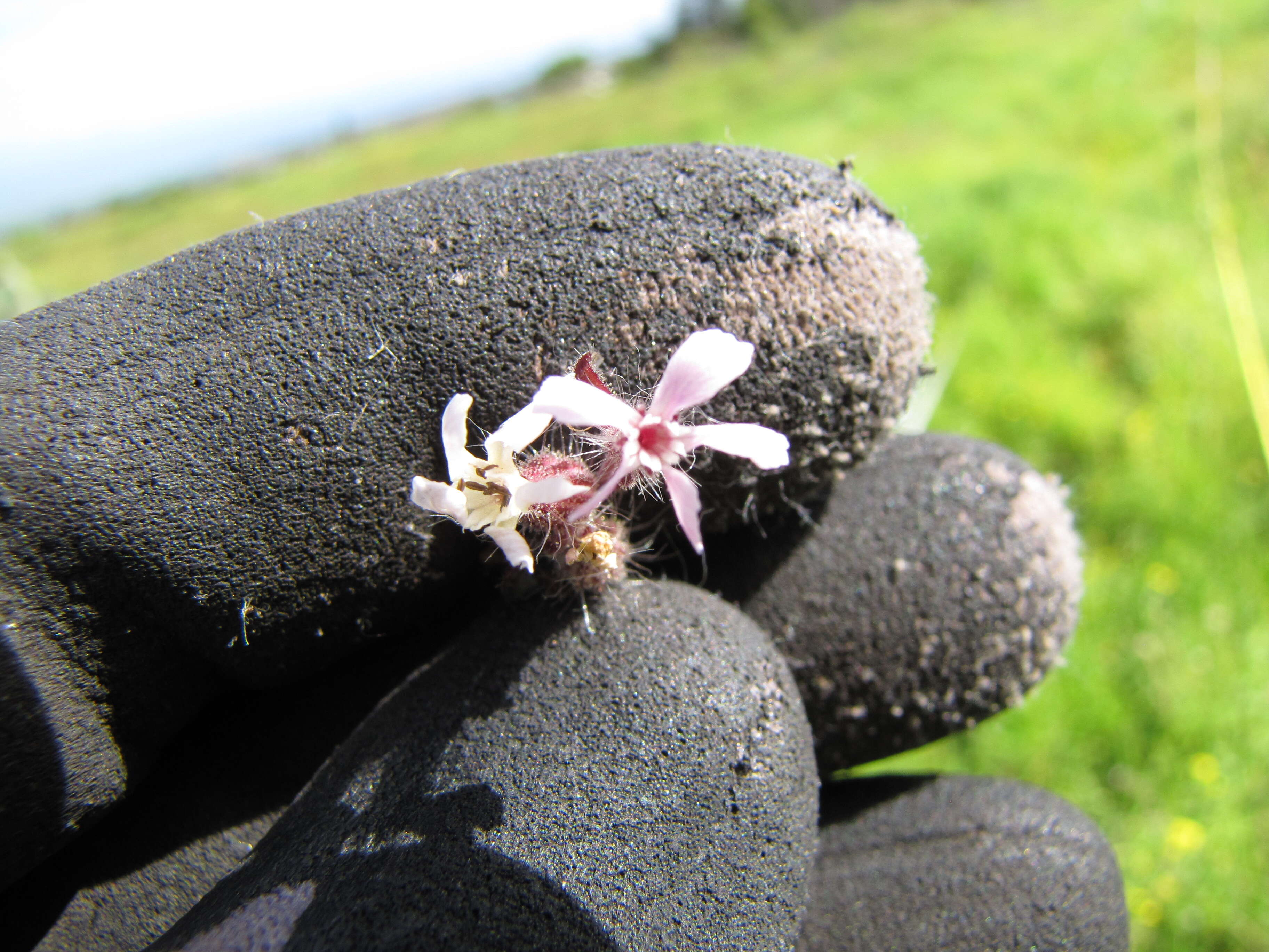 Image of common catchfly