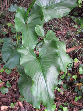 Image of Arum lily