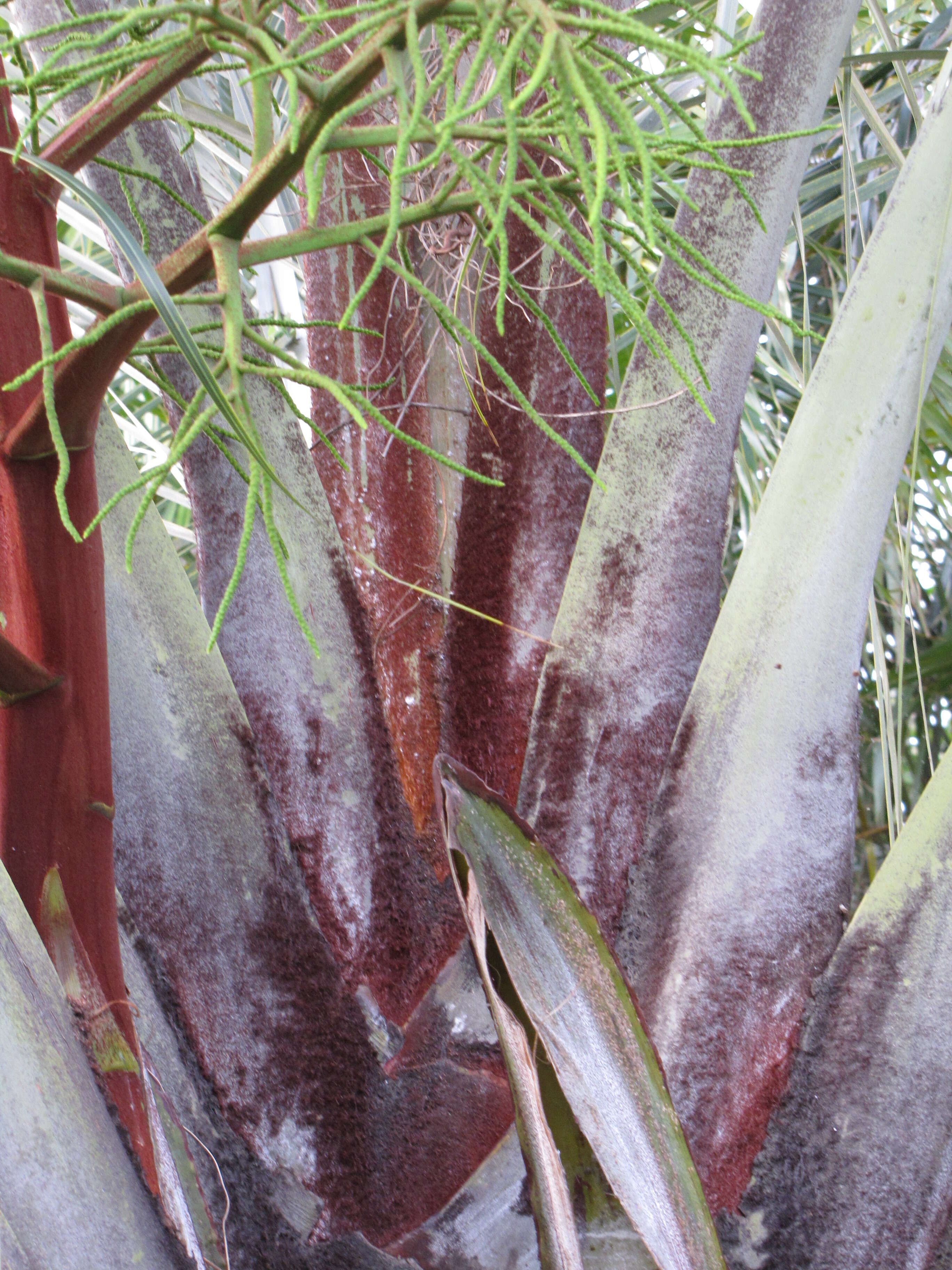 Image of Triangle palm