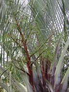 Image of Triangle palm