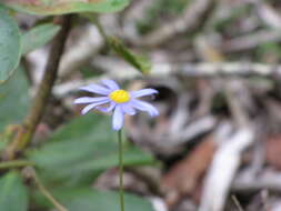 Image of blue daisy