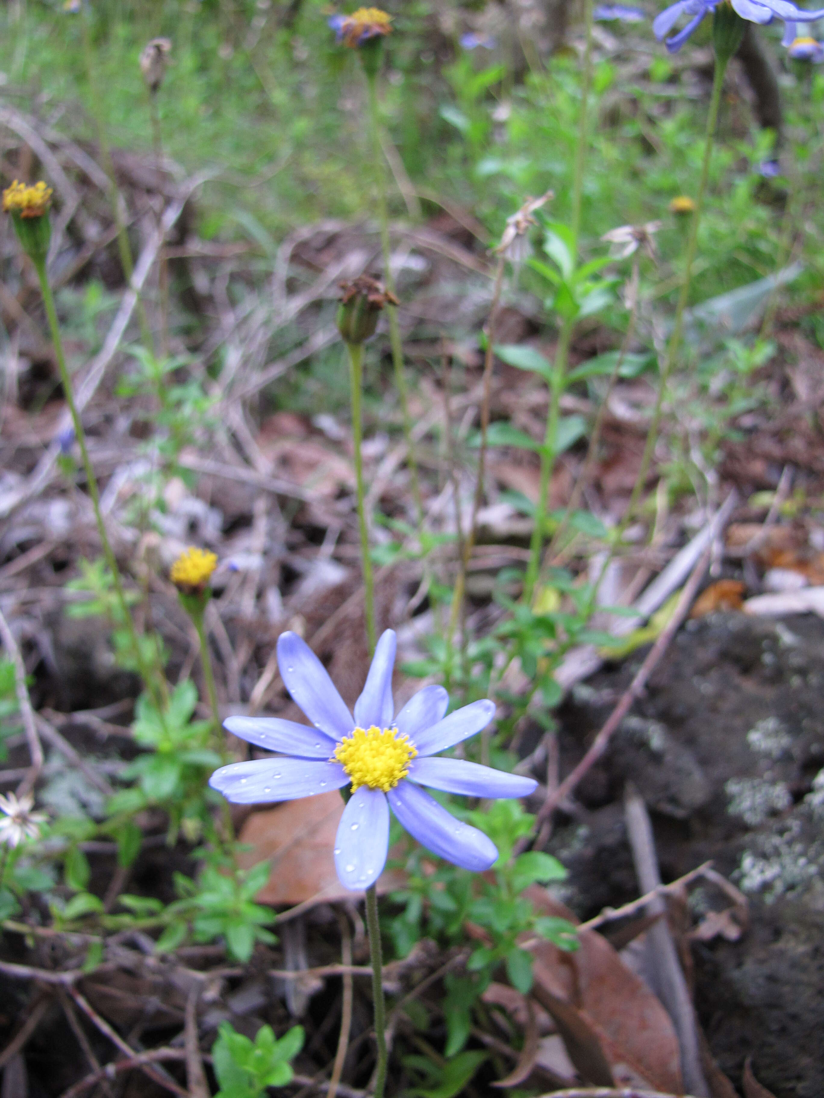 Image of blue daisy