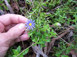 Image of blue daisy