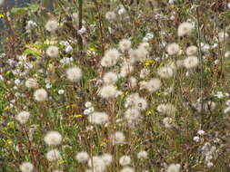 Image of Hairy Cat's-Ear