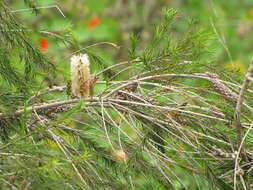 Image of Bracelet honey myrtle