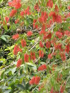 صورة Callistemon viminalis (Sol. ex Gaertn.) G. Don