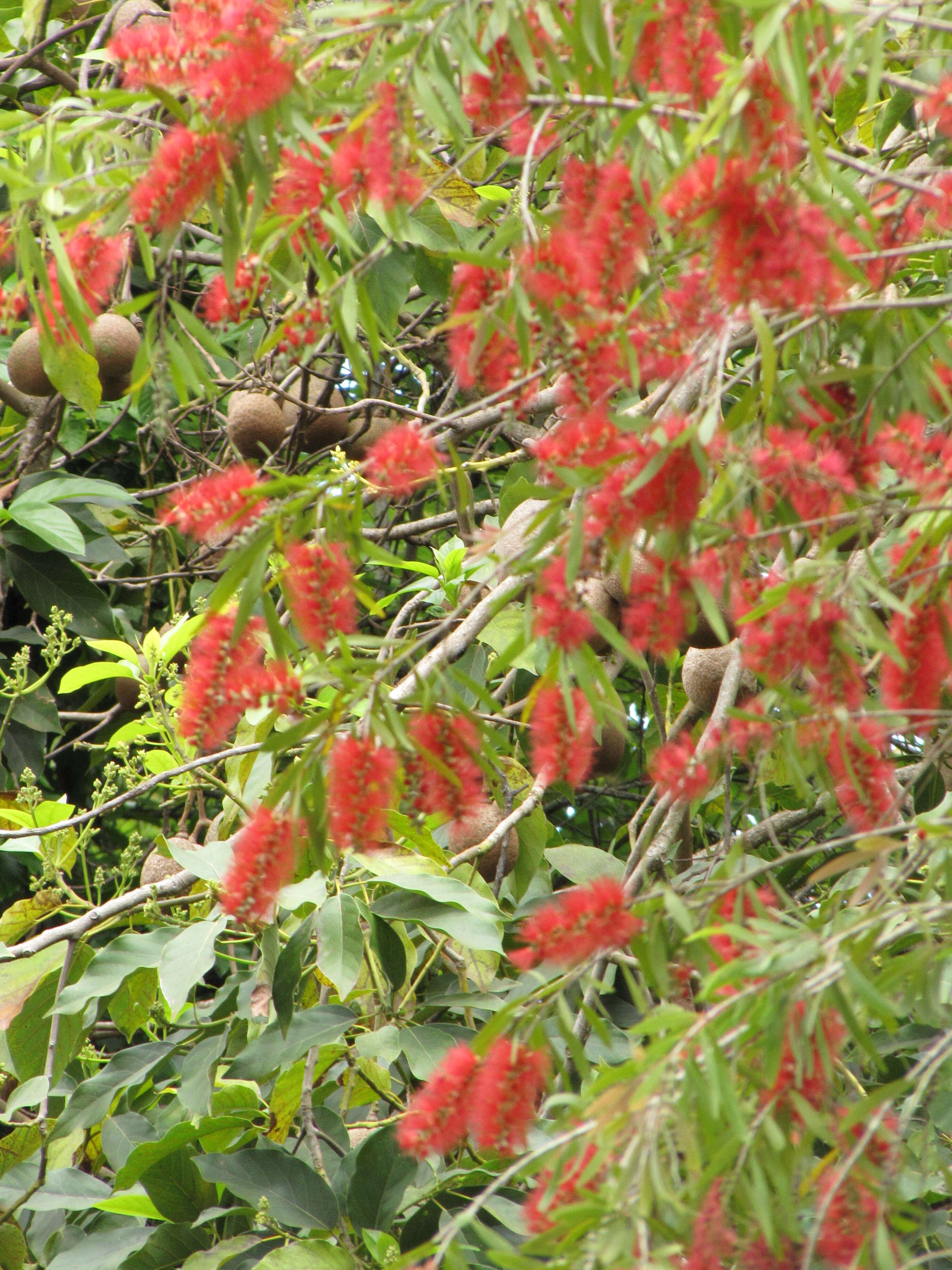 صورة Callistemon viminalis (Sol. ex Gaertn.) G. Don